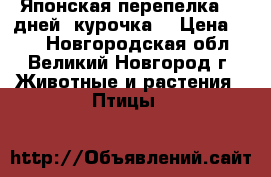 Японская перепелка 30 дней (курочка) › Цена ­ 99 - Новгородская обл., Великий Новгород г. Животные и растения » Птицы   